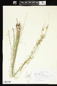 Juncus interior image