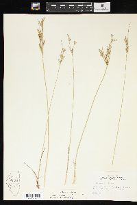 Juncus interior image