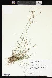 Juncus interior image