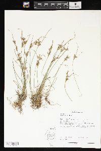 Juncus interior image