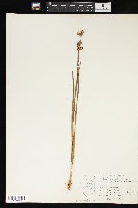 Juncus megacephalus image