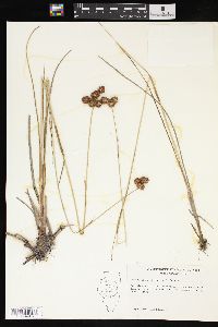 Juncus megacephalus image