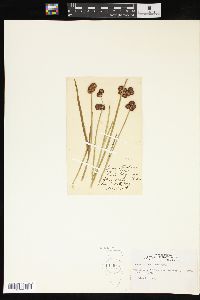 Juncus mertensianus image