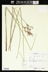 Juncus militaris image