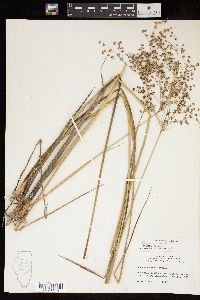 Juncus nodatus image