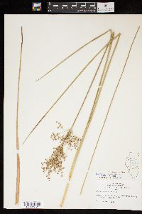 Juncus nodatus image