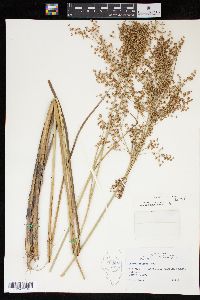 Juncus nodatus image