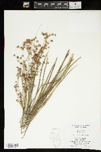 Juncus nodatus image