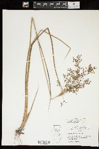 Juncus nodatus image