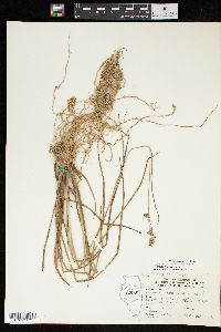 Juncus nodatus image