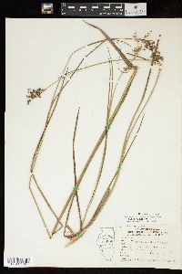 Juncus nodatus image