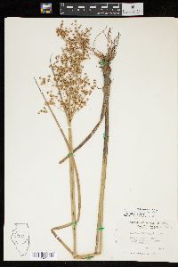 Juncus nodatus image