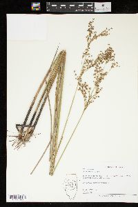 Juncus nodatus image