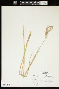 Juncus nodatus image