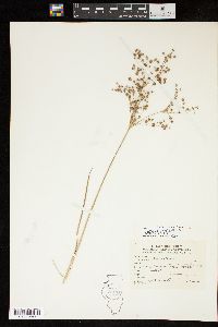 Juncus nodatus image