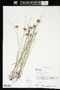 Juncus nodosus image