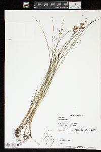 Juncus nodosus image