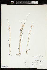 Juncus nodosus image