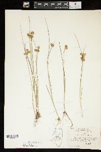 Juncus nodosus image