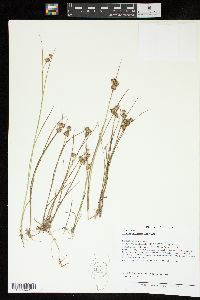 Juncus nodosus image