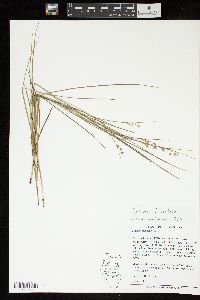 Juncus nodosus image