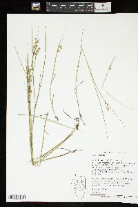 Juncus nodosus image