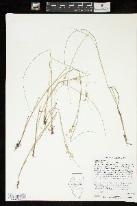 Juncus nodosus image