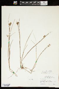 Juncus nodosus image