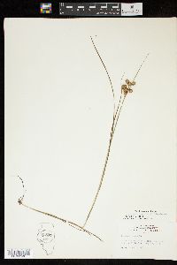 Juncus nodosus image