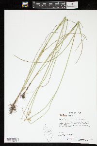 Juncus nodosus image