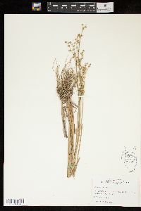 Juncus nodosus image