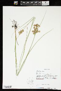 Juncus nodosus image