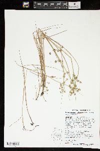 Juncus nodosus image