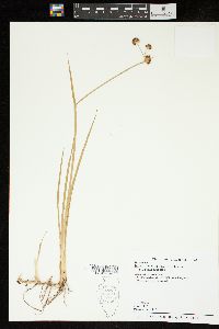 Juncus phaeocephalus var. phaeocephalus image