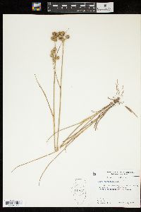 Juncus scirpoides image