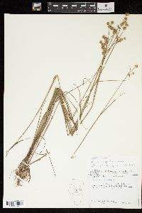 Juncus scirpoides image