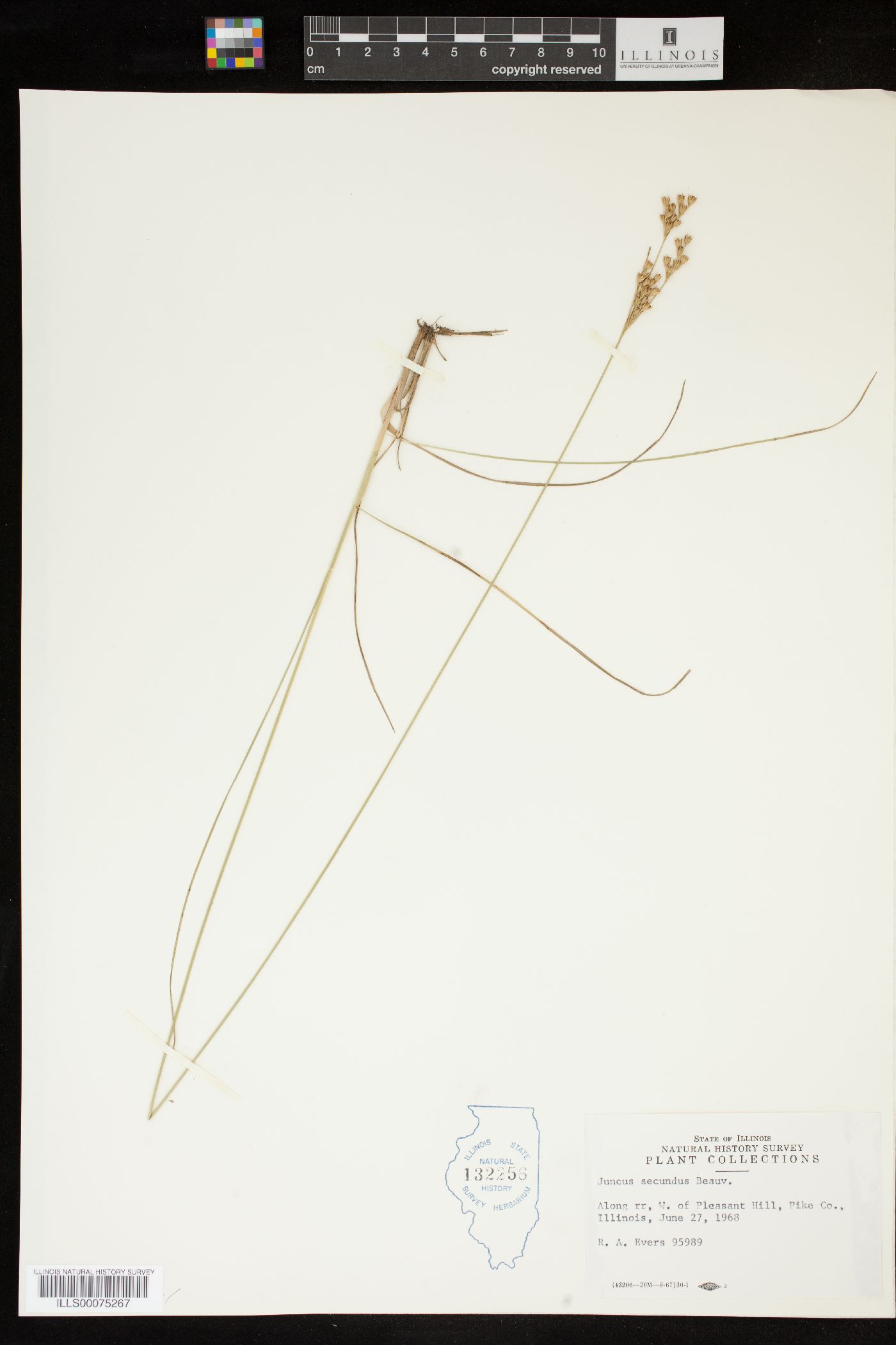 Juncus secundus image