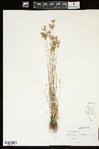 Juncus secundus image