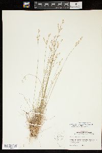 Juncus secundus image