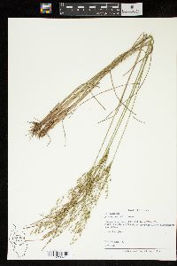 Juncus secundus image