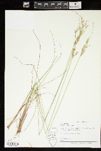 Juncus secundus image