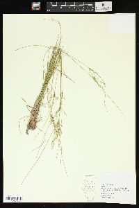 Juncus interior image