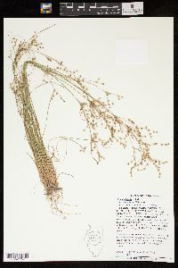 Juncus anthelatus image