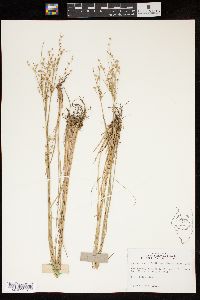 Juncus anthelatus image