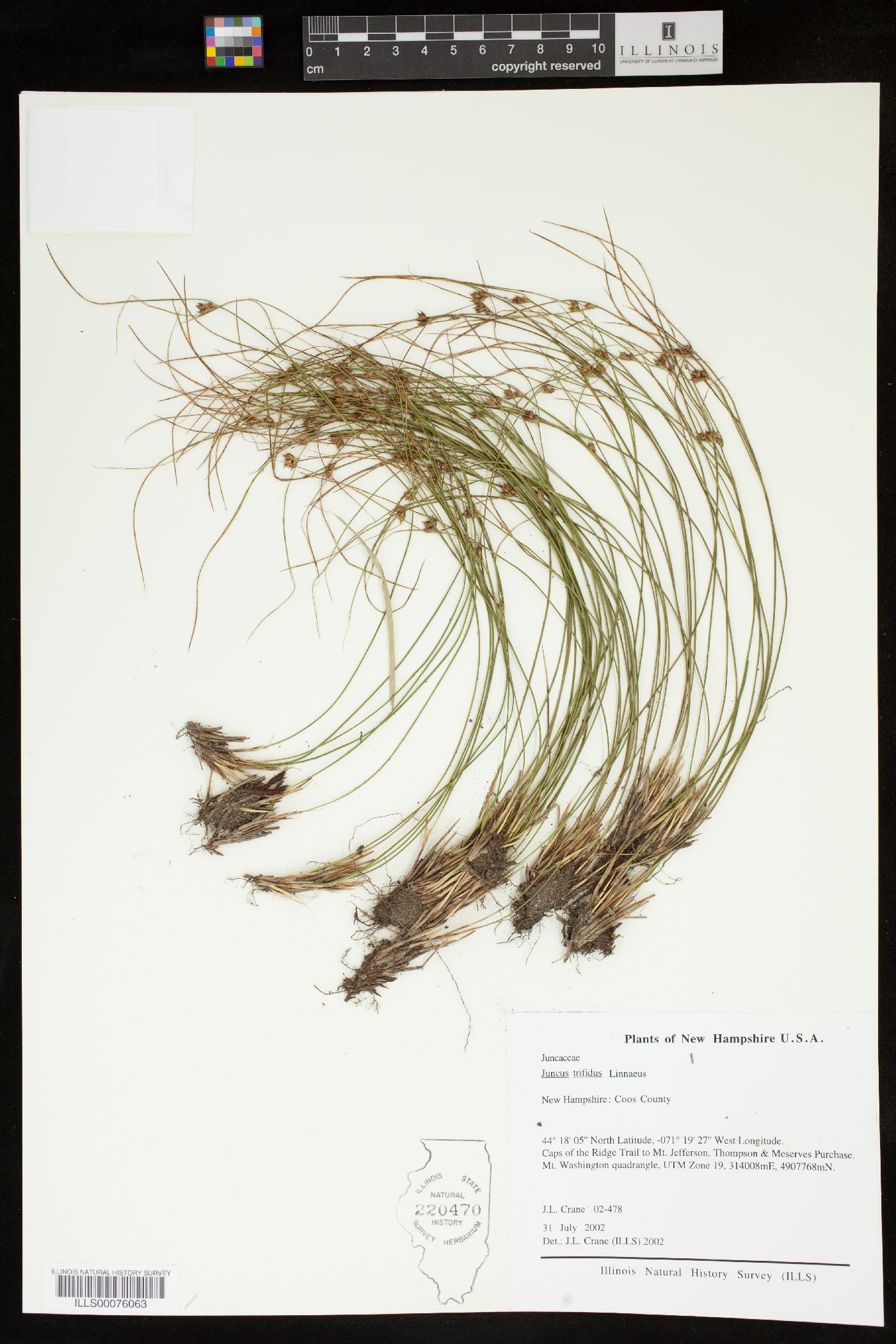 Juncus trifidus image