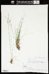 Juncus trifidus image