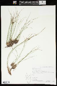 Juncus trifidus image