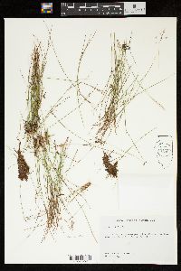 Juncus trifidus image