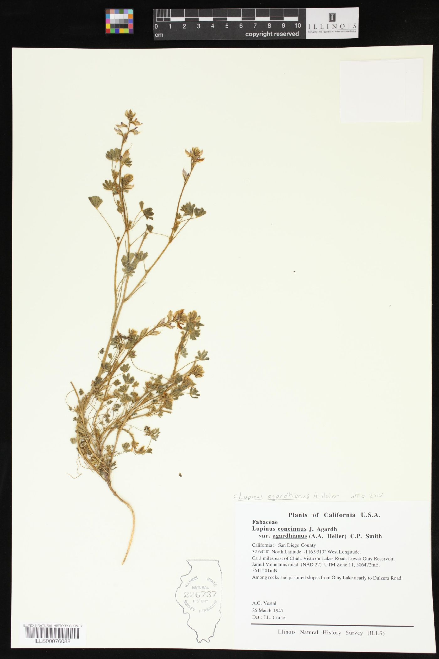 Lupinus agardhianus image