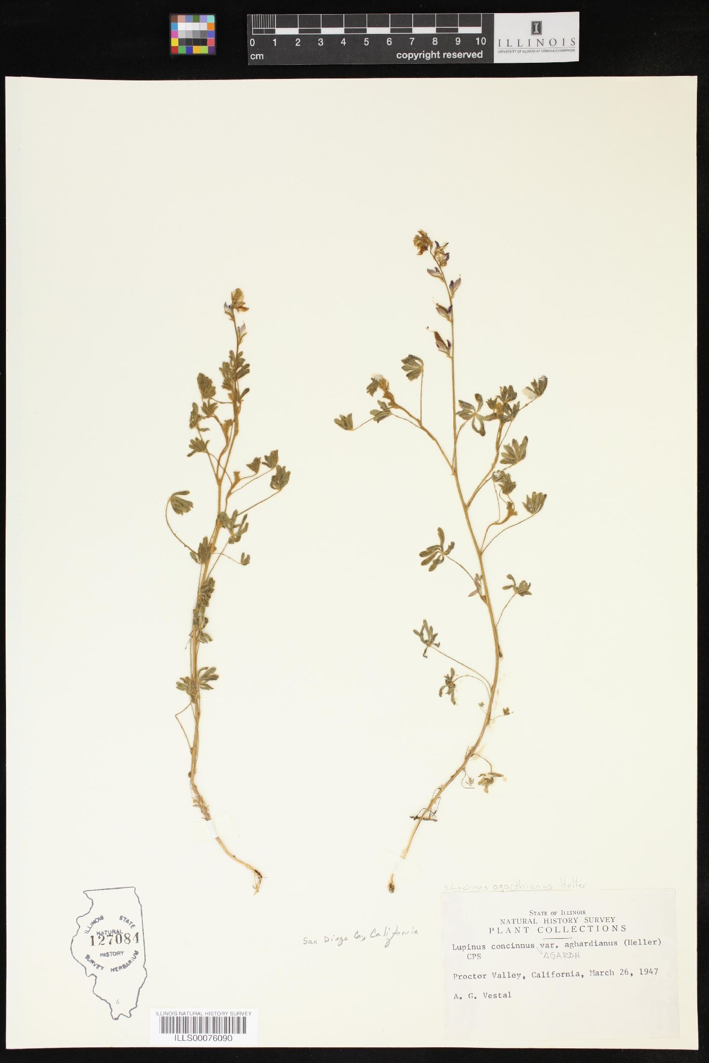Lupinus agardhianus image